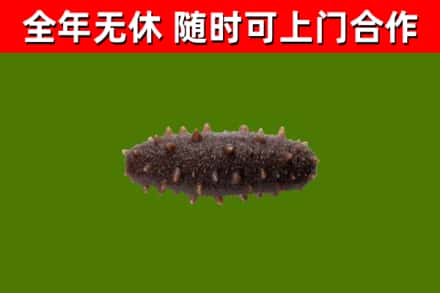北海回收海参干